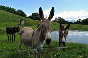 46 Gli asinelli al mio richiamo si avvcinano